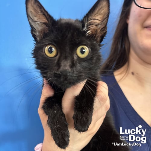 GOTH - Domestic Short Hair available for adoption