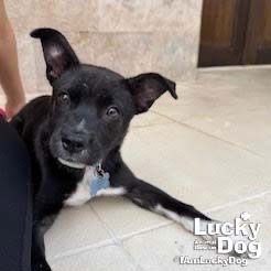 HARPER - Labrador Retriever available for adoption