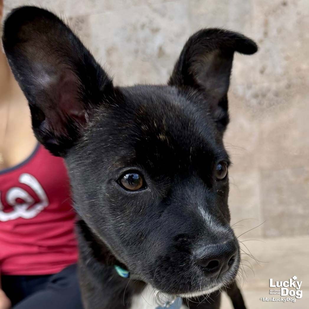 HARPER - Labrador Retriever available for adoption
