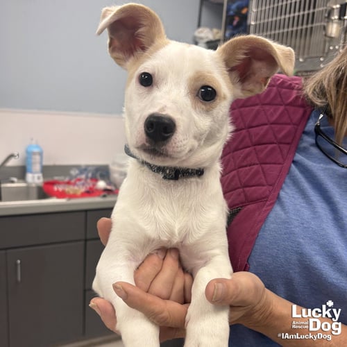 TANGO - Jack Russell Terrier available for adoption