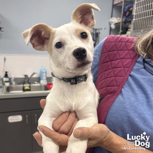 TANGO - Jack Russell Terrier available for adoption