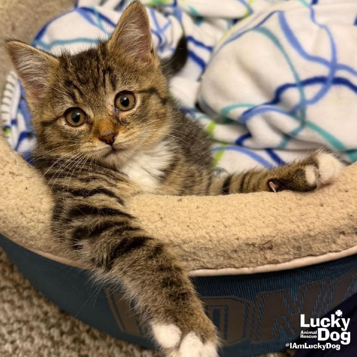 LIL HOT DOG - Domestic Short Hair available for adoption