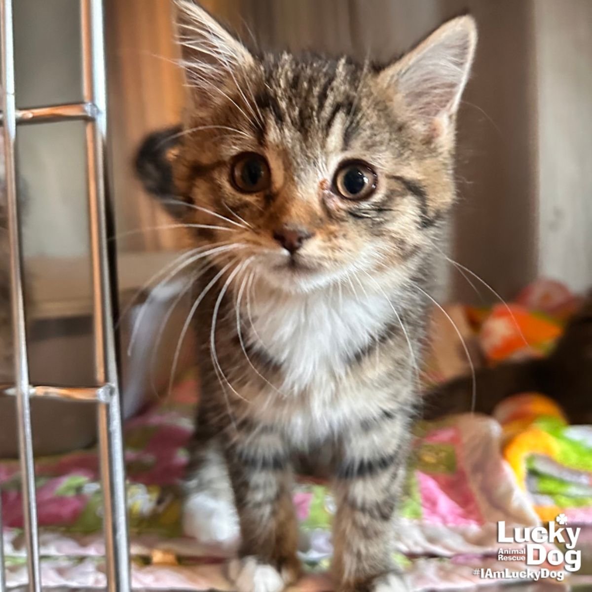 LIL HOT DOG - Domestic Short Hair available for adoption