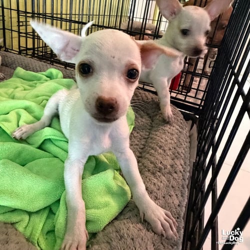 CANI - Chihuahua available for adoption