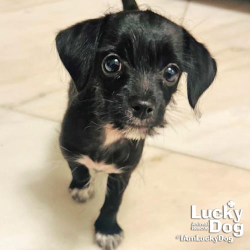 BREE - Terrier available for adoption