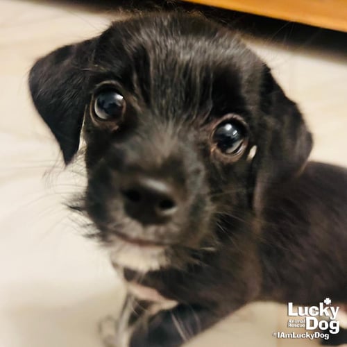 BREE - Terrier available for adoption