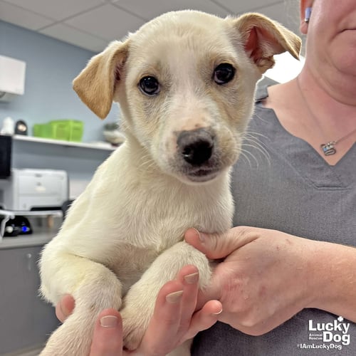JINXI - Australian Shepherd / Shepherd available for adoption