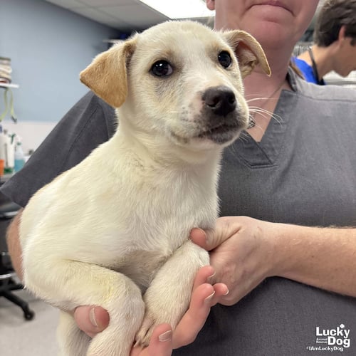 JINXI - Australian Shepherd / Shepherd available for adoption