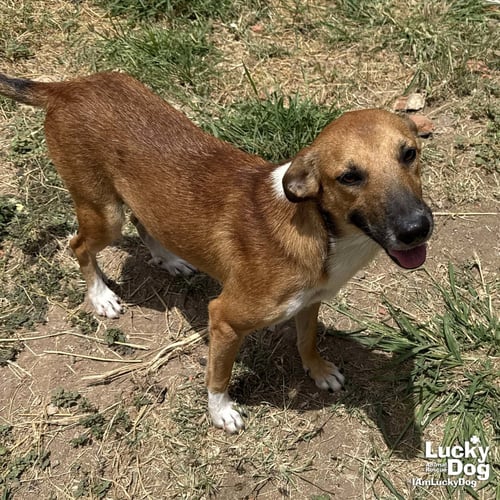 VALE - Shepherd / Retriever available for adoption