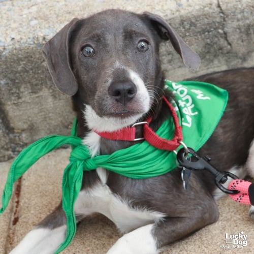 WENDY - Retriever / Shepherd available for adoption