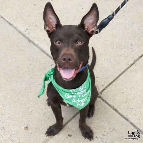 BOWIE - Retriever / Terrier available for adoption