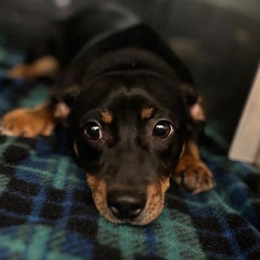 REESE CUP - Dachshund available for adoption