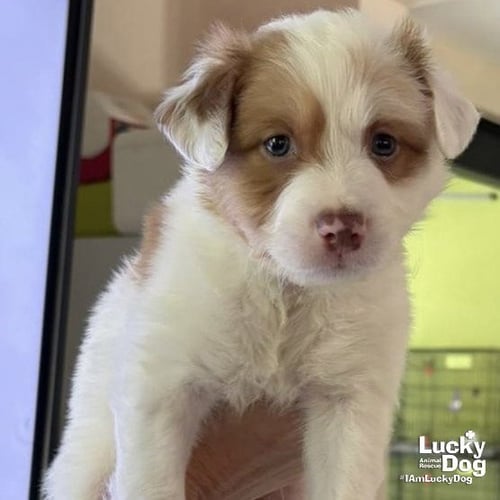 AARON - Border Collie available for adoption