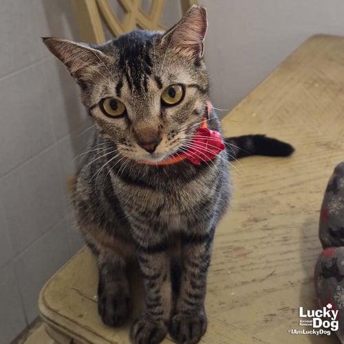 TONITA - Domestic Short Hair available for adoption