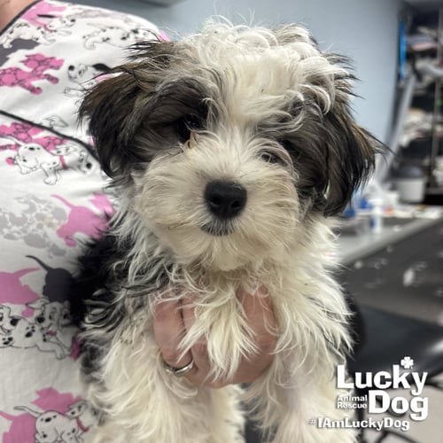 MICKEY - Shih Tzu available for adoption