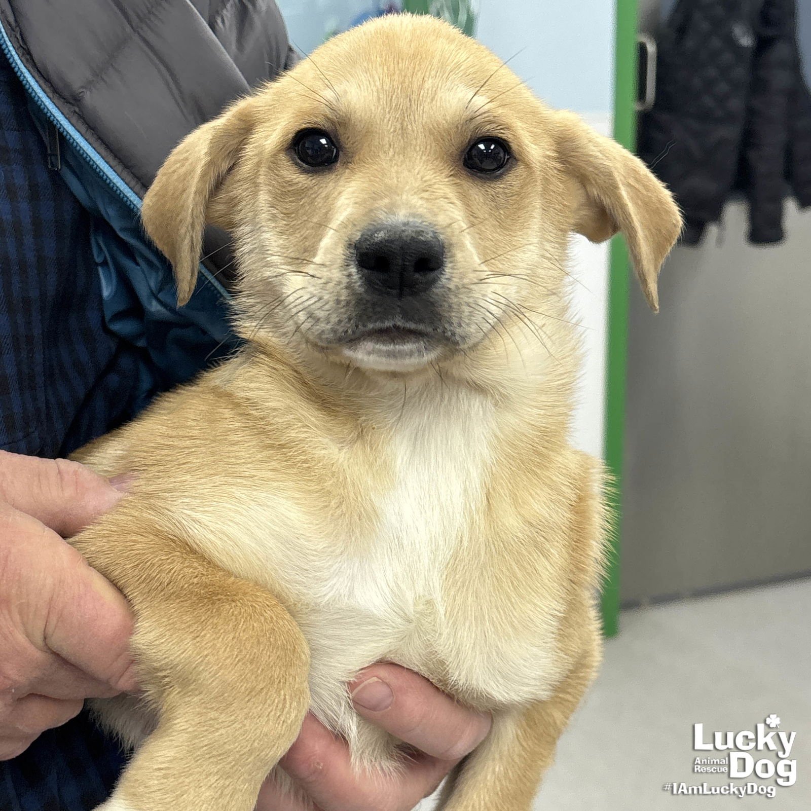 NEW WINSTON - Golden Retriever / Shepherd available for adoption