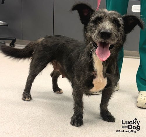 STELLA - Terrier available for adoption