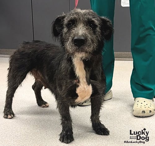 STELLA - Terrier available for adoption