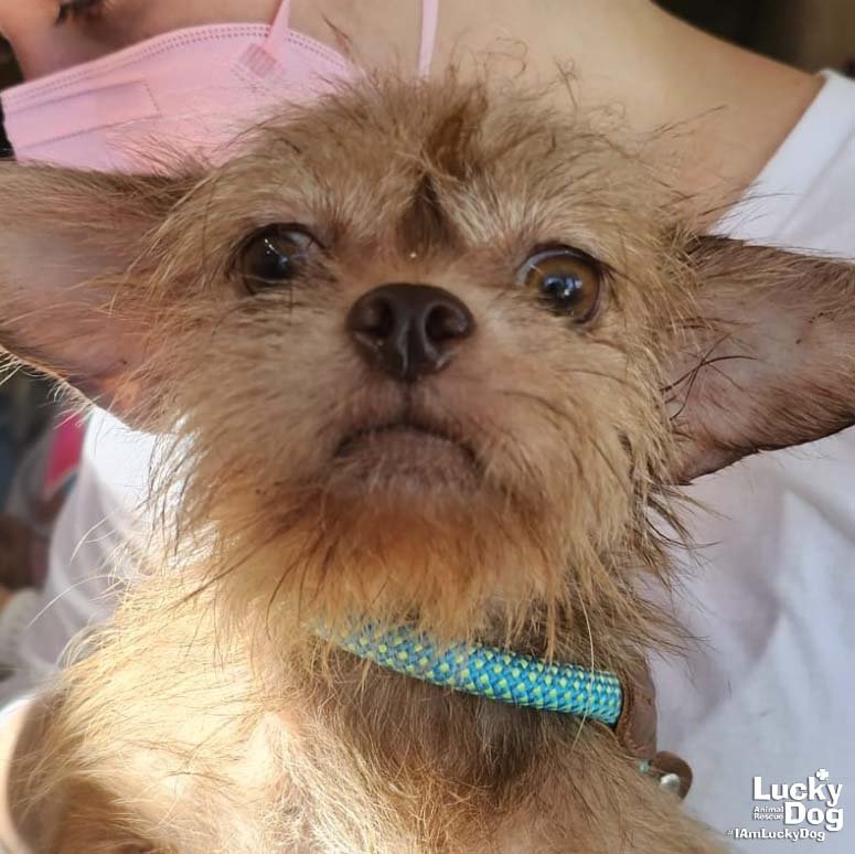 NATASHA - Chihuahua available for adoption