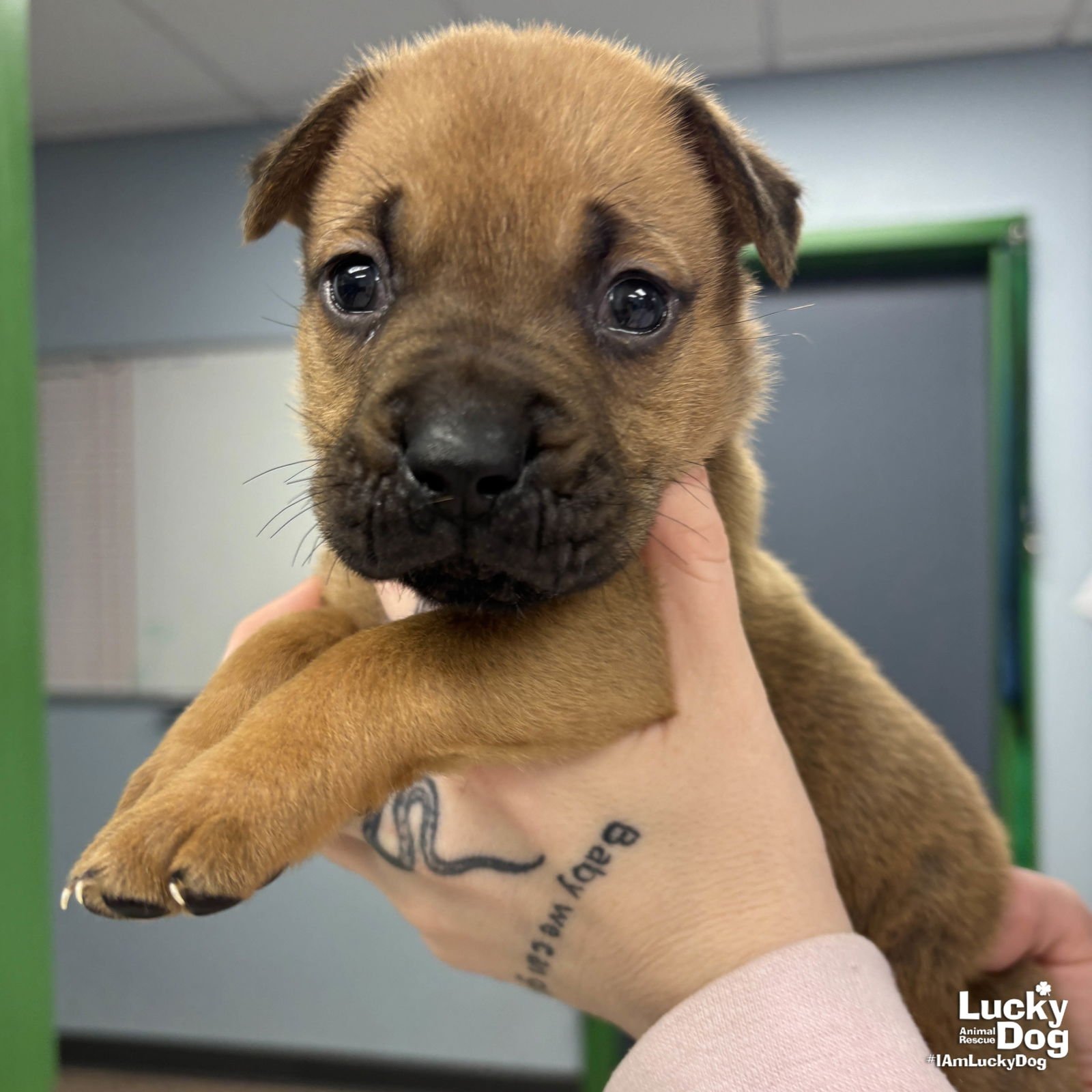 WOLF - Shepherd / Labrador Retriever available for adoption