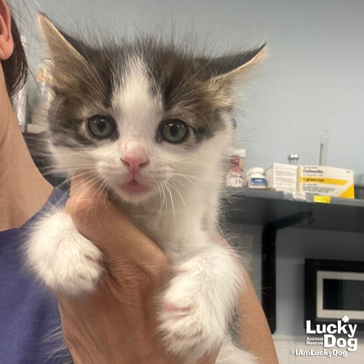 JAMES - Domestic Long Hair available for adoption