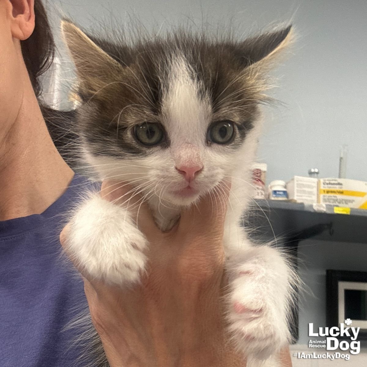 JAMES - Domestic Long Hair available for adoption