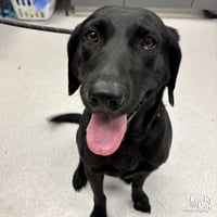 Georgia O'Keefe - Photo 1