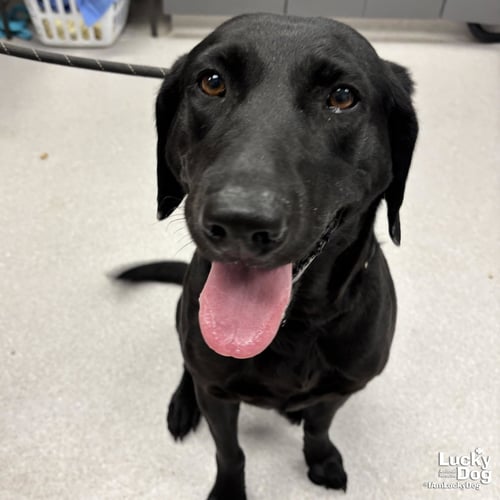 GEORGIA O'KEEFE - Labrador Retriever available for adoption