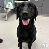 Georgia O'Keefe - Photo 2