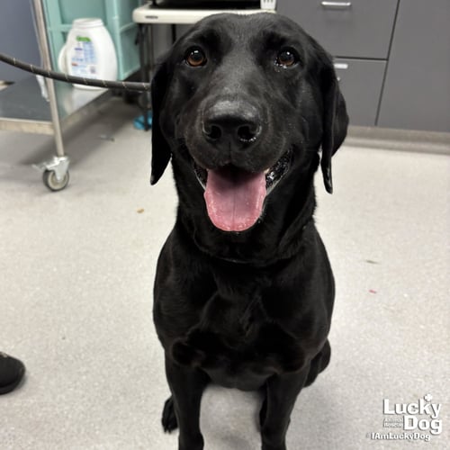 GEORGIA O'KEEFE - Labrador Retriever available for adoption