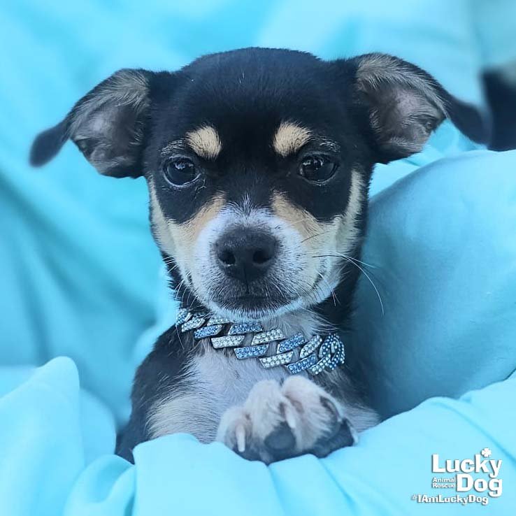 FRANCO - Chihuahua / Shih Tzu available for adoption