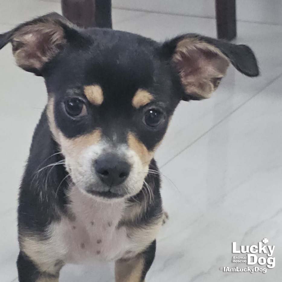 FRANCO - Chihuahua / Shih Tzu available for adoption