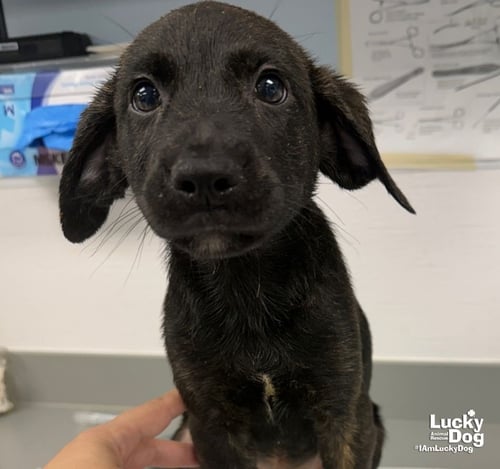 EDDIE - Labrador Retriever / Shepherd available for adoption