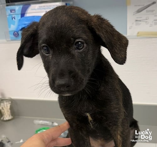 EDDIE - Labrador Retriever / Shepherd available for adoption
