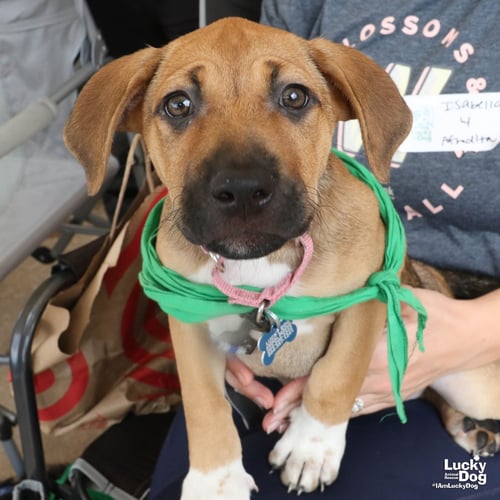 AFRODITA - Australian Cattle Dog/Blue Heeler available for adoption