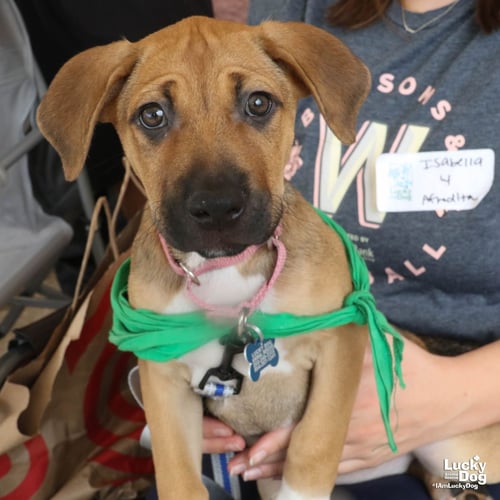 AFRODITA - Australian Cattle Dog/Blue Heeler available for adoption