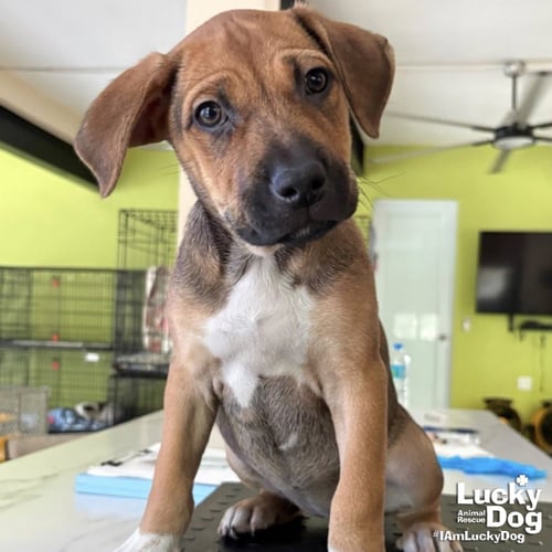 AFRODITA - Australian Cattle Dog/Blue Heeler available for adoption