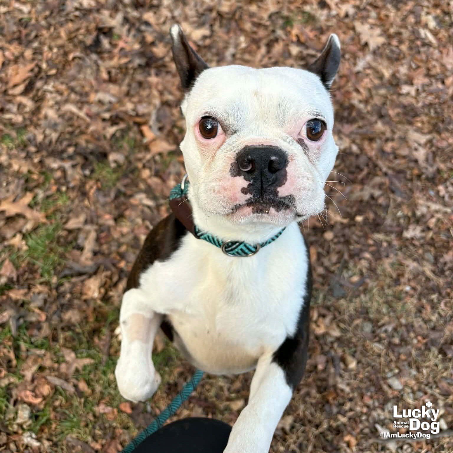 FIGGY PUDDING - Boston Terrier available for adoption