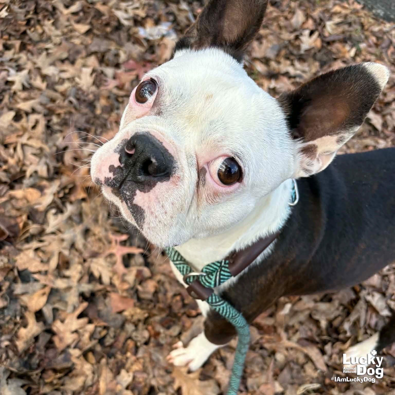 FIGGY PUDDING - Boston Terrier available for adoption