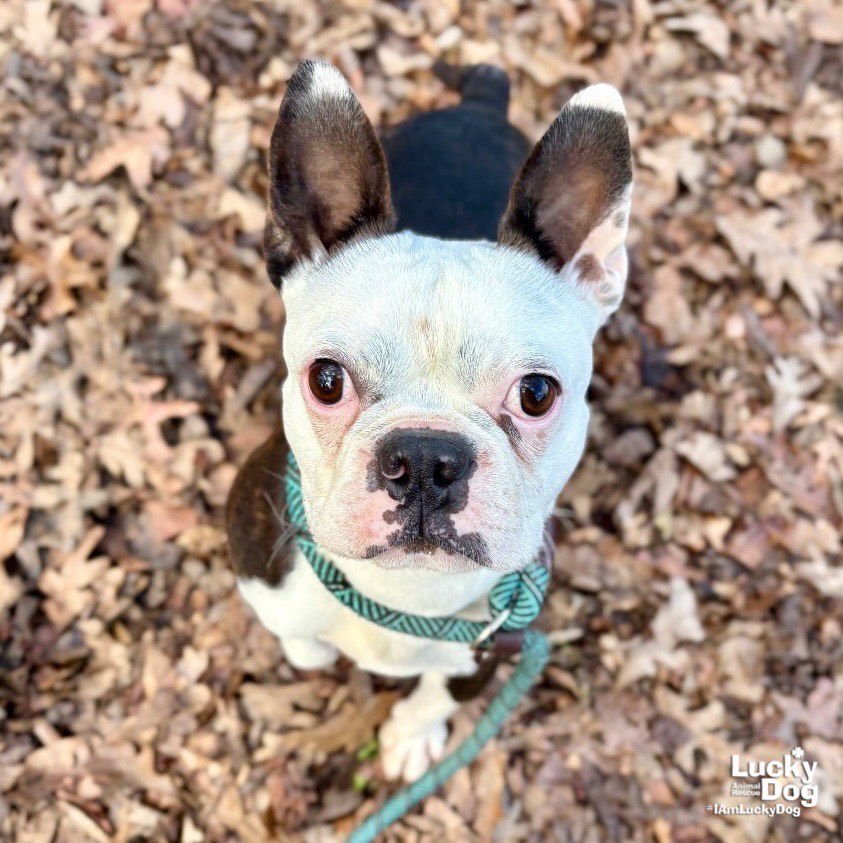 Figgy Pudding - Photo 3