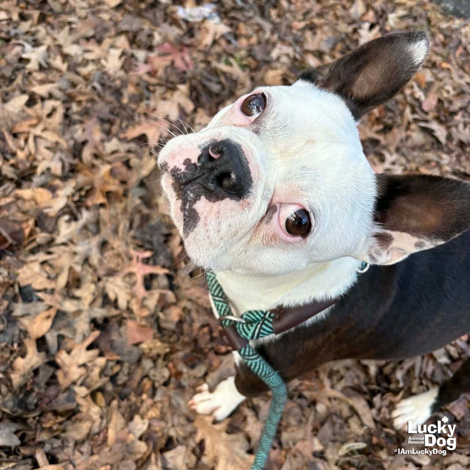 Figgy Pudding - Photo 4