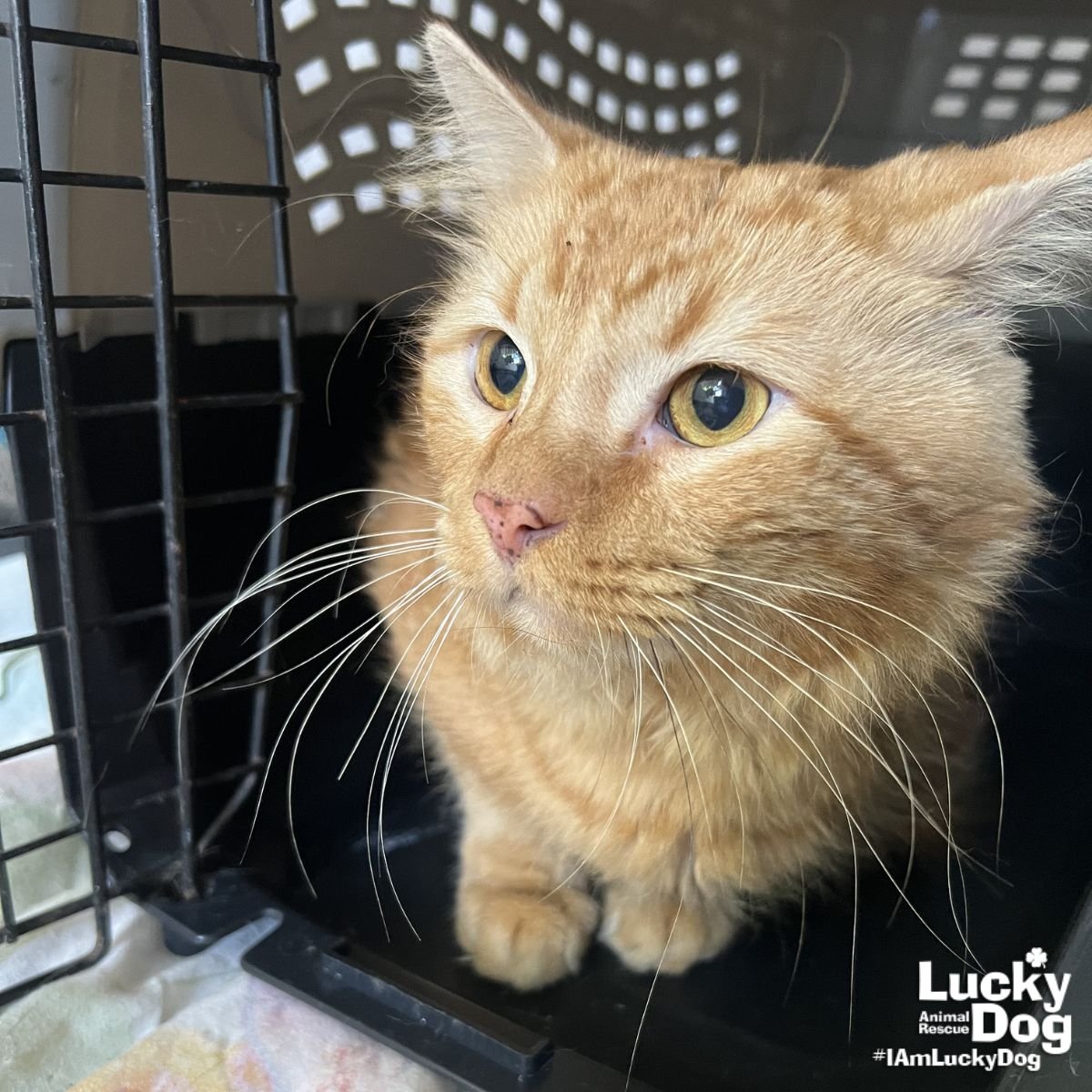 SERGIO - Domestic Medium Hair / Tabby available for adoption