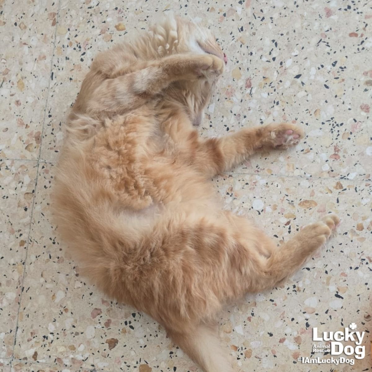 SERGIO - Domestic Medium Hair / Tabby available for adoption