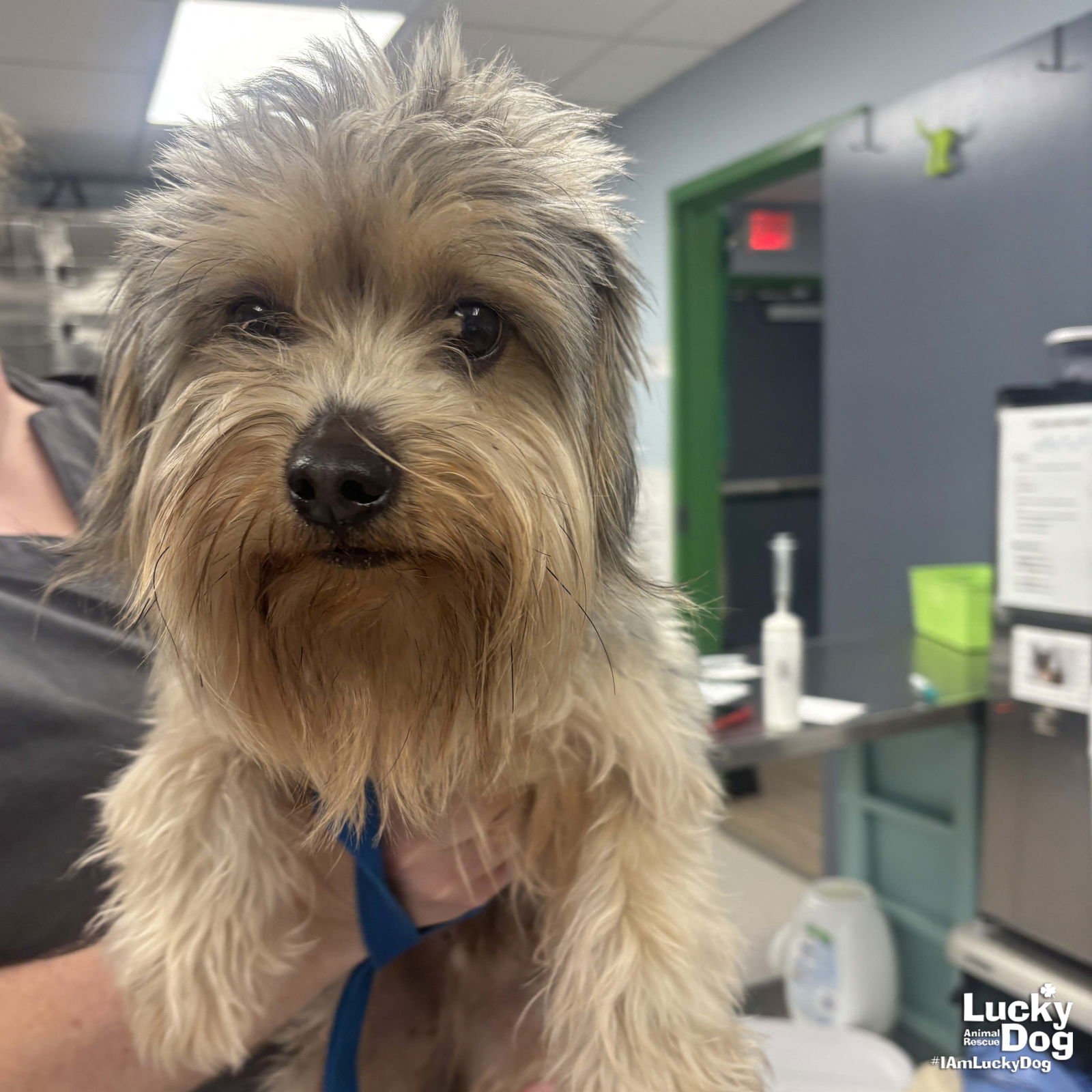 CHARLEY - Yorkshire Terrier Yorkie available for adoption