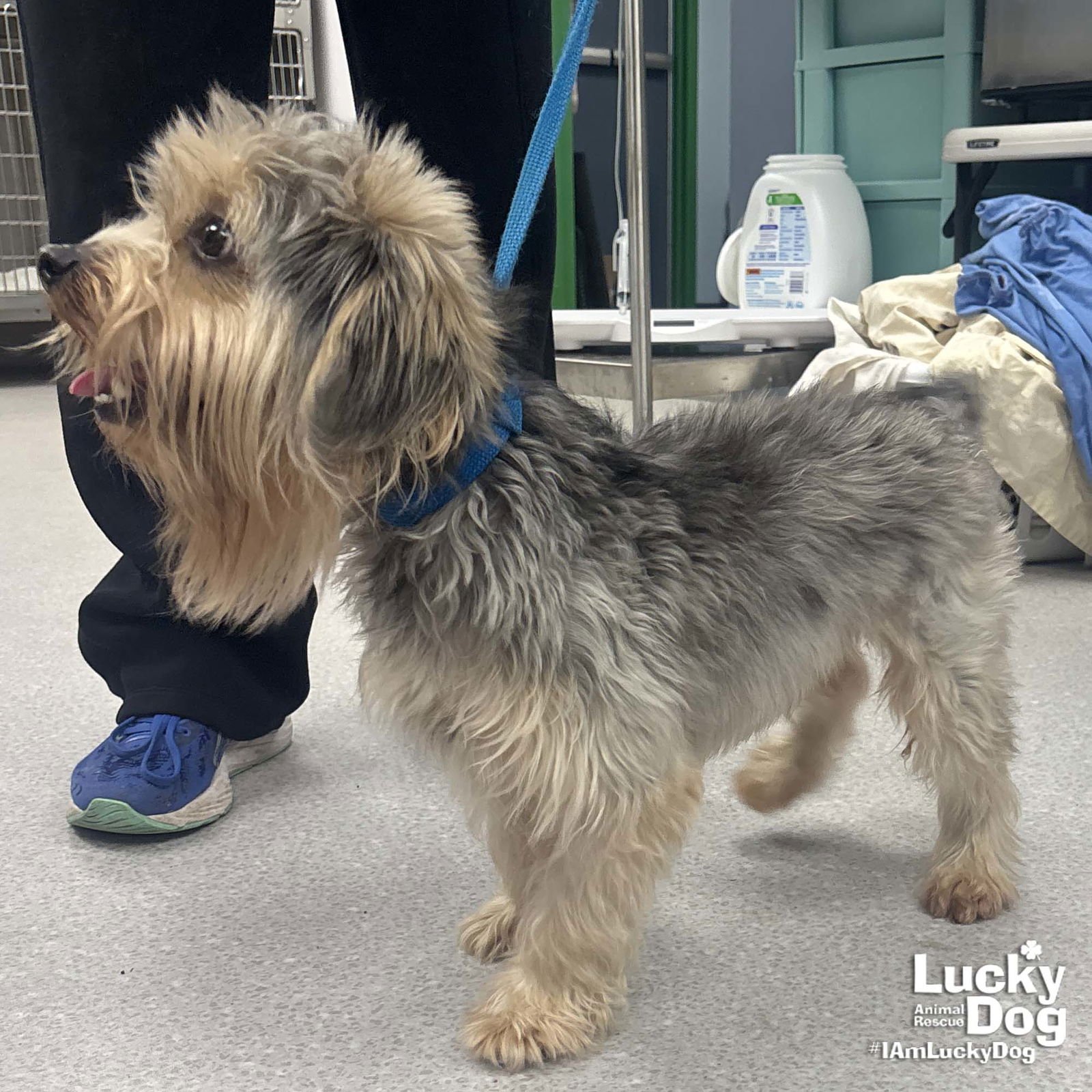 CHARLEY - Yorkshire Terrier Yorkie available for adoption