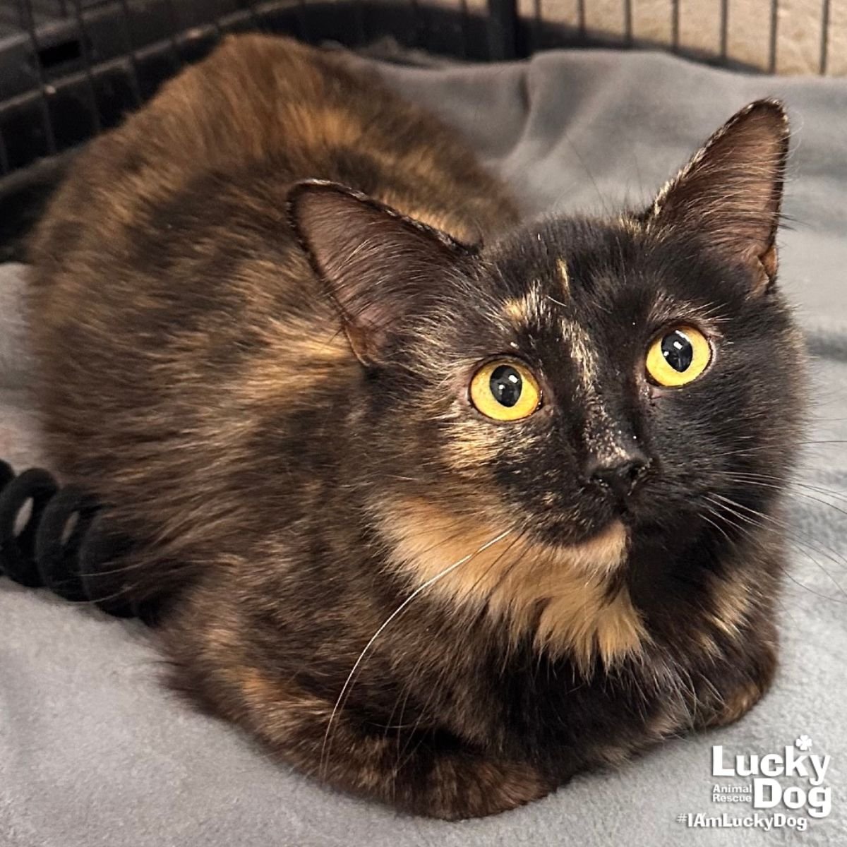 T-BOZ - Domestic Short Hair available for adoption