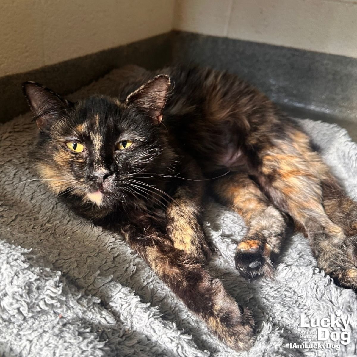 T-BOZ - Domestic Short Hair available for adoption