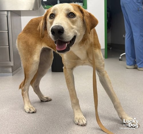 ALEXIS - Labrador Retriever / Great Pyrenees available for adoption