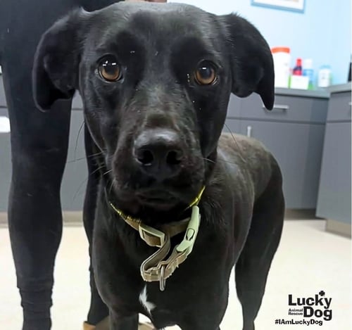 EMMA - Labrador Retriever available for adoption