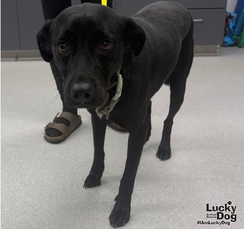 EMMA - Labrador Retriever available for adoption